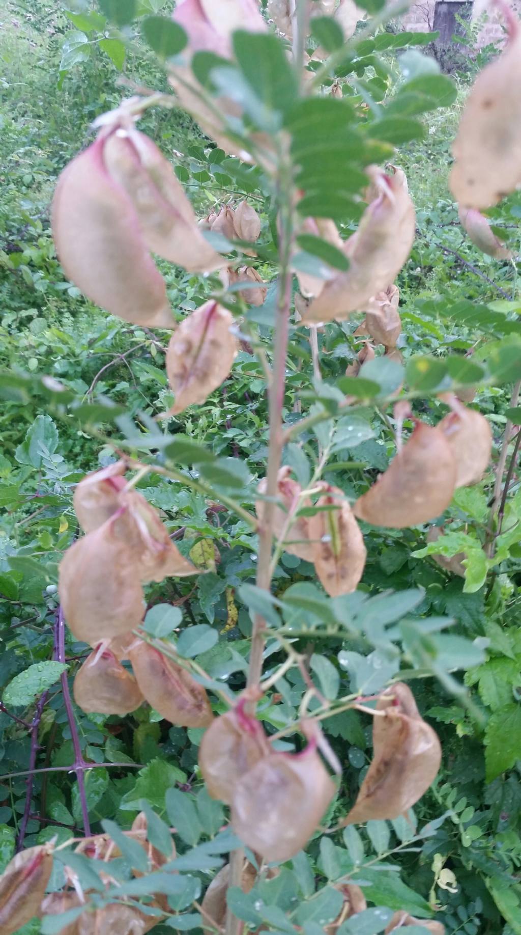 Colutea arborescens